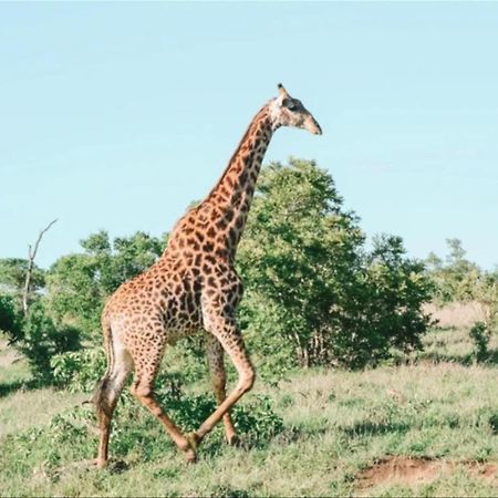Honeyguide Tented Safari Camps - Mantobeni Manyeleti Game Reserve Exterior photo